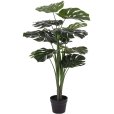 Monstera H90 cm, Groen