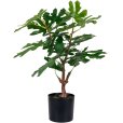 Ficusboom H53 cm