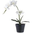 Orchidee H47 cm, Groen/Wit