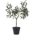 Olijfboom H61 cm, Groen