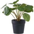 Pilea H28 cm, Groen